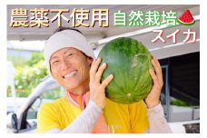 【2025年産 予約】すいか 1玉 京都府・亀岡産 自然栽培のかたもとオーガニックファームよりお届け ※2025年8月頃より順次発送予定 ※離島への発送不可