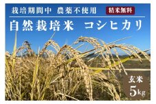 米 予約 令和7年産 自然栽培米 コシヒカリ 玄米 5kg 京都府・亀岡産 栽培期間中農薬不使用 ※離島への配送不可 ※2025年12月より順次発送予定