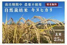 自然栽培米 キヌヒカリ 玄米 25kg　京都府・亀岡産 令和5年産 栽培期間中農薬不使用
※離島への配送不可