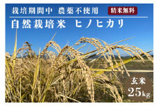 米 予約 令和7年産 自然栽培米 ヒノヒカリ 玄米 25kg 京都府・亀岡産 栽培期間中農薬不使用 ※離島への配送不可 ※2025年12月より順次発送予定