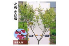 大苗 ◇ ウメ (花梅) 寒紅梅 (かんこうばい) [地掘苗]＜すだ農園＞
※北海道・沖縄・離島への配送不可
※2025年3月上旬～3月中旬頃に順次配送予定