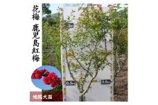 ＜すだ農園＞大苗 農園直送◇ ウメ (花梅) 鹿児島紅梅 (かごしまこうばい)[地掘苗]《花 苗木 記念樹》 ※中国・関西・東海・南関東地方のみ配送可能 ※2024年11月中旬～2025年3月下旬頃に順次発送予定（1・2月を除く）