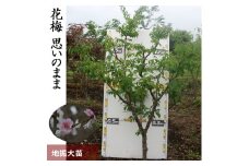 ＜すだ農園＞大苗 農園直送◇ ウメ (花梅) 思いのまま[地掘苗]《花 苗木 記念樹 シンボルツリー》※中国・関西・東海・南関東地方のみ配送可能 ※2024年11月中旬～2025年3月下旬頃に順次発送予定（1・2月を除く）