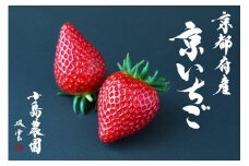 来シーズン予約受付 高級 京いちご 完熟 朝採れ 約2,000g（250g 8パック）小島農園 紅ほっぺ おいCベリー スターナイトから厳選 ※離島への配送不可 ※2026年1月中旬～5月下旬頃に順次発送予定