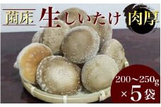 生椎茸 5袋セット 計 1kg以上 のんびりすくすく育った 菌床しいたけ｜生しいたけ 生シイタケ しいたけ きのこ キノコ 茸 野菜 京都 国産 肉厚 ※～2025年1月中旬頃に順次発送予定