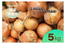 【先行予約】たまねぎ 5kg 自然栽培のかわいい玉ねぎ（小たまねぎ）京都府・亀岡産 かたもとオーガニックファームよりお届け ｜ 訳あり 玉葱 タマネギ 小さめ サイズ小 ※離島への発送不可 ※2025年6月頃より順次発送予定
