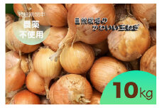 【先行予約】たまねぎ 10kg 自然栽培のかわいい玉ねぎ（小たまねぎ）京都府・亀岡産 かたもとオーガニックファームよりお届け ｜ 訳あり 玉葱 タマネギ 小さめ サイズ小 ※離島への発送不可 ※2025年6月頃より順次発送予定