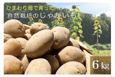 【先行予約】ひまわり畑で育った自然栽培のじゃがいも 6kg 京都府・亀岡産 かたもとオーガニックファームよりお届け ｜ 訳あり じゃがいも 芋 小さめ サイズ小 野菜 産地直送 ※離島への配送不可 ※2025年7月～12月頃より順次発送予定