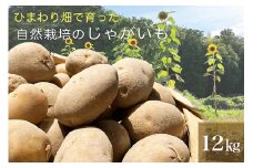【先行予約】ひまわり畑で育った自然栽培のじゃがいも 12kg 京都府・亀岡産 かたもとオーガニックファームよりお届け ｜ 訳あり じゃがいも 芋 小さめ サイズ小 野菜 産地直送 ※離島への配送不可 ※2025年7月～12月頃より順次発送予定