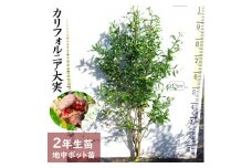 ＜すだ農園＞2年生 苗木 カリフォルニア大実ザクロ(柘榴)[地中ポット苗 2023年] ※2024年11月下旬～2025年4月頃に順次発送予定 ※北海道・沖縄・離島への配送不可