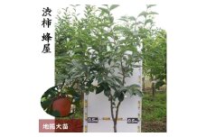 大苗◇カキ（渋柿） 蜂屋（はちや）[地掘苗]《果樹 果樹苗 柿 かき 落葉樹 苗木》 ※2024年11月中旬～2025年3月末頃に順次発送予定 ※北海道・沖縄・離島への配送不可