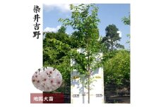 農園直送◇サクラ（桜） 染井吉野（ソメイヨシノ）[地掘苗]《さくら 花 苗木 記念樹 シンボルツリー》 ※2024年11月中旬～2025年3月下旬頃に順次発送予定（1・2月を除く） ※中国、関西、東海、南関東地方のみ配送可能