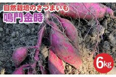 【期間限定】自然栽培のさつまいも 6kg 鳴門金時 京都 亀岡産 かたもとオーガニックファームよりお届け《サツマイモ 野菜 産地直送 国産 スイーツ》 ※2024年11月上旬～2025年1月下旬頃に順次発送予定 ※離島への配送不可