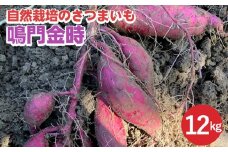【期間限定】自然栽培のさつまいも 12kg 鳴門金時 京都 亀岡産 かたもとオーガニックファームよりお届け《サツマイモ 野菜 産地直送 国産 スイーツ》 ※2024年11月上旬～2025年1月下旬頃に順次発送予定 ※離島への配送不可