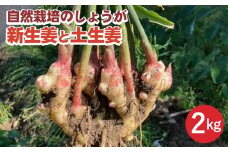 【期間限定】自然栽培のしょうが 2kg 新生姜と土生姜 京都 亀岡産 かたもとオーガニックファームよりお届け《生姜 野菜 産地直送 国産 健康 食品》 ※2024年11月上旬～2025年1月下旬頃に順次発送予定 ※離島への配送不可