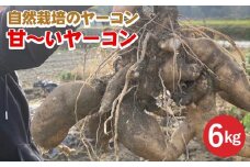 【期間限定】自然栽培の甘～いヤーコン 6kg 京都 亀岡産 かたもとオーガニックファームよりお届け《野菜 産地直送 国産 健康 食品 ダイエット 芋》 ※離島への配送不可