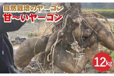 【期間限定】自然栽培の甘～いヤーコン 12kg 京都 亀岡産 かたもとオーガニックファームよりお届け《野菜 産地直送 国産 健康 食品 ダイエット 芋 》 ※離島への配送不可