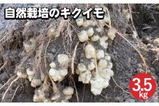 【期間限定】自然栽培のキクイモ 3.5kg 京都 亀岡産 かたもとオーガニックファームよりお届け《菊芋 野菜 産地直送 国産 健康 食品 ダイエット 芋》 ※離島への配送不可