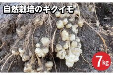 【期間限定】自然栽培のキクイモ 7kg 京都 亀岡産 かたもとオーガニックファームよりお届け《菊芋 野菜 産地直送 国産 健康 食品 ダイエット 芋》 ※離島への配送不可