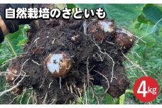 【期間限定】自然栽培のさといも 4kg 京都 亀岡産 かたもとオーガニックファームよりお届け《里芋 野菜 産地直送 国産 採れたて 新鮮 サトイモ》 ※2024年11月上旬～2025年2月下旬頃に順次発送予定 ※離島への配送不可