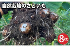 【期間限定】自然栽培のさといも 8kg 京都 亀岡産 かたもとオーガニックファームよりお届け《里芋 野菜 産地直送 国産 採れたて 新鮮 サトイモ》 ※2024年11月上旬～2025年2月下旬頃に順次発送予定 ※離島への配送不可