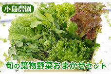 野菜 詰め合わせ リーフレタス サラダ 7種 京都 丹波産 新鮮 旬の葉物野菜セット 小島農園《農薬不使用 京野菜 亀岡産 季節の野菜 産地直送 期間限定 ふるさと納税野菜》