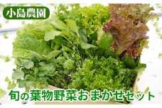 野菜 詰め合わせ リーフレタス サラダ 7種 京都 丹波産 新鮮 旬の葉物野菜セット 小島農園《農薬不使用 京野菜 亀岡産 季節の野菜 産地直送 期間限定 ふるさと納税野菜》