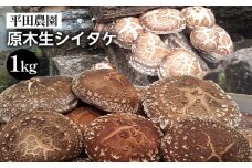 【期間限定】原木生シイタケ 1kg《平田農園》京都 亀岡産 原木栽培 生しいたけ 国産 肉厚 濃厚 料理 レシピ 栄養 農家直送 丹波 きのこ 椎茸 ※離島への配送不可 ※2025年3月中旬頃～4月上旬頃に順次発送予定