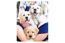 【返礼品なし】盲導犬の育成を応援しよう！ 盲導犬が育つまち応援事業（5,000円単位でご寄附いただけます）