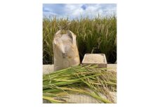 循環農法で育てたヒノヒカリ　玄米5キロ　栽培期間中農薬・化学肥料不使用　【1351734】