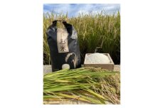 循環農法で育てたヒノヒカリ　白米5キロ　栽培期間中農薬・化学肥料不使用【1351737】