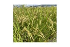 大粒人気品種!『いのちの壱』玄米5キロ 循環農法産　栽培期間中農薬・化学肥料不使用　高級米【1458360】