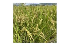 大粒人気品種!『いのちの壱』白米5キロ 循環農法産　栽培期間中農薬・化学肥料不使用　高級米【1458361】