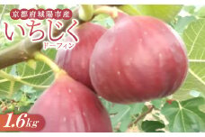 いちじく(ドーフィン) 400g×4パック 栄養が豊富な体に嬉しいフルーツ＜京都府城陽市＞【1636084】