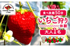 【2026年1月～発送】 上杉農園のいちご狩り 大人 1人 利用券 50分食べ放題 いちご狩り いちご イチゴ 苺 チケット 体験 観光 旅行 家族 デート フルーツ 果物 人気 おすすめ ふるさと納税 京都 八幡 八幡市 上杉農園