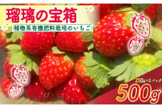 【植物系有機肥料のいちご】 瑠璃の宝箱 いちご 計500g 250g×2パック 《2026年2月～5月発送》 先行受付 有機 有機JAS 植物系有機肥料 イチゴ 苺 オーガニックイチゴ ストロベリー ベリー フルーツ ケーキ ジャム デザート 果物 甘い 国産 ブランド 新鮮 産地 直送 フレッシュ 人気 おすすめ ふるさと納税 京都 八幡 八幡市 かみむら農園 