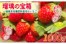 【植物系有機肥料のいちご】 瑠璃の宝箱 いちご 計1000g 250g×4パック 《2026年2月～5月発送》 先行受付 有機 有機JAS 植物系有機肥料 イチゴ 苺 オーガニックイチゴ ストロベリー ベリー フルーツ ケーキ ジャム デザート 果物 甘い 国産 ブランド 新鮮 産地 直送 フレッシュ 人気 おすすめ ふるさと納税 京都 八幡 八幡市 かみむら農園