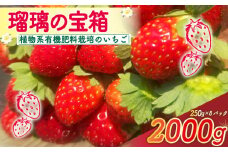 【植物系有機肥料のいちご】 瑠璃の宝箱 いちご 計2000g 250g×8パック 《2026年2月～5月発送》 先行受付 有機 有機JAS 植物系有機肥料 イチゴ 苺 オーガニックイチゴ ストロベリー ベリー フルーツ ケーキ ジャム デザート 果物 甘い 国産 ブランド 新鮮 産地 直送 フレッシュ 人気 おすすめ ふるさと納税 京都 八幡 八幡市 かみむら農園