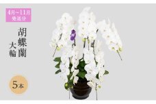 【4月～11月発送分】胡蝶蘭大輪　5本