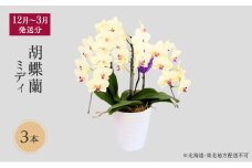 【12月～3月発送分】胡蝶蘭ミディ　3本 【北海道・東北地方配送不可】