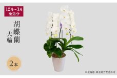【12月～3月発送分】胡蝶蘭大輪　2本 【北海道・東北地方配送不可】