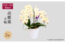 【12月～3月発送分】胡蝶蘭大輪　3本 【北海道・東北地方配送不可】