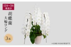 【12月～3月発送分】胡蝶蘭大輪　ロング　3本 【北海道・東北地方配送不可】