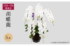 【12月～3月発送分】胡蝶蘭 5本 【北海道・東北地方配送不可】