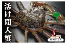 京丹後市産 活け間人蟹【厳選】中大サイズtaizakani800　カニ かに 蟹 松葉ガニ 間人蟹 活け間人蟹 天然 厳選 活ズワイガニ 焼きガニ カニ刺し  生きたまま 蟹すき鍋 冷蔵 間人がに 間人かに 活かに 生かに たいざがに ブランド蟹 タグ付き 間人ガニ 京都府　SS00108