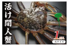 幻の松葉ガニ＜活ガニ＞京丹後市産 活け間人蟹 【厳選】 大サイズ　taizakani900　松葉ガニ 間人ガニ 活け間人蟹 天然 かにしゃぶ カニ刺し しゃぶしゃぶ 生きたまま 冷蔵 間人がに ブランド蟹 タグ付き 間人かに 活かに 生かに たいざがに 生 松葉がに ブランド蟹 タグ付き 間人ガニ　SS00109