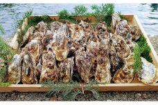 京都久美浜産　殻付き牡蠣3キロ　加熱用　海鮮 魚介類 シーフード かき カキ 牡蠣 牡蛎 殻付き 養殖 カキフライ 牡蠣ご飯 貝類 BBQ バーベキュー ばーべきゅー 海産物 海のミルク 生食不可 送料無料　KY00002