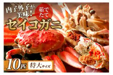 【蟹の匠 魚政】内子外子が美味! 茹でたて セイコガニ（セコ蟹）（香箱ガニ）（こっぺ）特大サイズ 10匹セット　UO01389