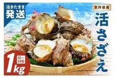 日時指定可【北畿水産　活きたまま発送】京丹後産さざえ1kg（10個から14個）　HK00270