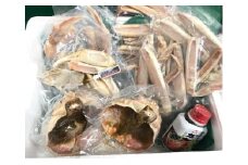 調理済み活〆松葉ガニ（濃縮だし付）［加工前活けの状態で800g～1kg以上×2匹］　 国産 松葉ガニ 松葉蟹 蟹刺身 かにしゃぶ ふるさと納税 松葉がに ふるさと納税 カニ カニ鍋 カニスキ 蟹鍋　SK00129